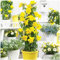100 Stück Mandevilla Sanderi Samen | Kletterpflanze für Balkon & Garten | Zimmerpflanze & Sichtschutz | Schnell Keimende Blumensamen (Gelb)
