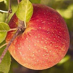 20 Semi Fuji rosso Melo Malus Domestica Albero da frutto