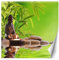 Feeby Papier Peint Intisse Bouddha Pierres Zen Bougies 200x200 cm vert Déco Murale Trompe L' Oeil Tapisserie Moderne Salon Chambrea' Coucherr Salle De Bain Cuisine Bambou Eau