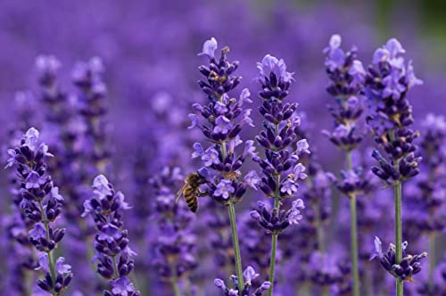 Prademir – echter Lavendel Samen zur Lavendel Pflanzen Anzucht – 100x Lavendelsamen winterhart & mehrjährig – ideal für Bienen & Schmetterlinge – 100% organische Natursamen ohne Chemie