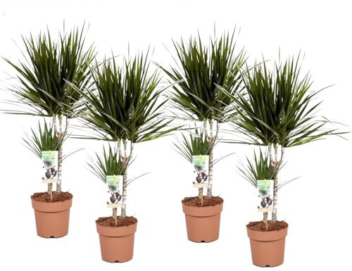 Plant in a Box - Dracaena Marginata - Drachenbaum - Zimmerpflanzen - 4er Set - Topf 17cm - Höhe 70-80cm