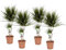 Plant in a Box - Dracaena Marginata - Drachenbaum - Zimmerpflanzen - 4er Set - Topf 17cm - Höhe 70-80cm