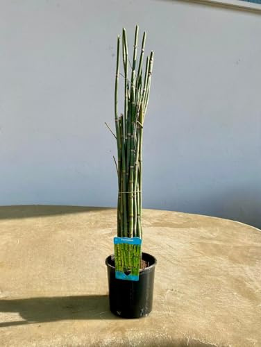 Pianta Acquatica Equisetum (Coda Cavallina) - Pianta palustre per laghetti, biopiscine e biolaghi ossigenante