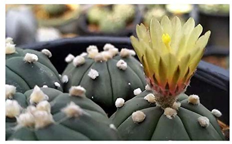 Stk - 5x Astrophytum asterias Nudum Sukkulente Garten Pflanzen - Samen B734 - Seeds & Plants Shop by Ipsa