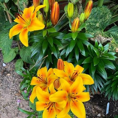 Lilien zwiebeln Lilienzwiebeln Leuchtende Farben lilium asiaticum Pflanzen Extrem kältebeständig