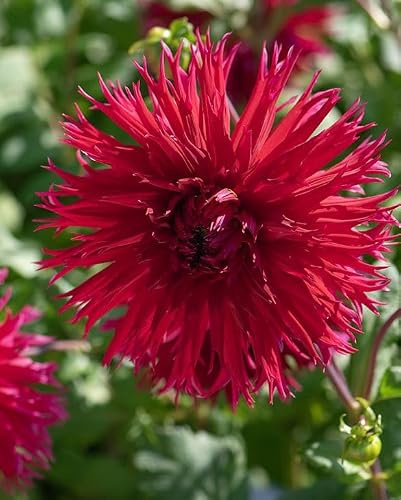 Dahlia Jaxon – Ruby-Red Laciniated Cactus Dinnerplate Dahlia – 1, 3, or 5 Tubers – 10 Blooms - 90–120cm Tall (3)