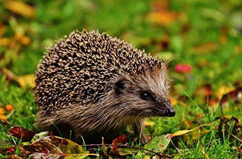 hansepuzzle 16861 - Igel im Laub Puzzle 500 Teile - Tierwelt Motiv mit hochwertiger Aufbewahrung: Kartonbox und wiederverschließbarem Beutel - Format 46 × 30 cm