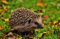 HANSEPUZZLE 16861 - Igel im Laub Puzzle 500 Teile | Tierwelt Puzzle mit hochwertiger Puzzle Aufbewahrung: Kartonbox und Wieder verschließbarem Beutel | Puzzle-Maße: 46 x 30 cm
