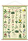 Cavallini Vintage Poster Set mit Holzleisten (Rahmen) und Schnur zum Aufhängen, Motiv Botanic Garden, Blumen, Pflanzen