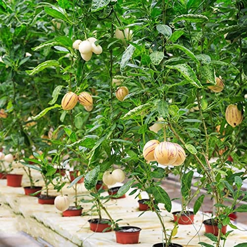 birnenmelone pepino - melonenbirne pflanze kaufen samen - Seltene Pflanzen serie - bio geschenke flanzen stauden winterhart mehrjährig gartengeschenke obstsamen 300 Stück