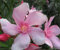 100 graines de fleurs de laurier rose