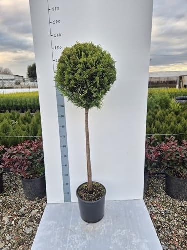 Cipresso Cupressocyparis Leylandii Castlewellan Gold Ad Alberello (H 150 cm) - Vivai Giulian Giovani Piante