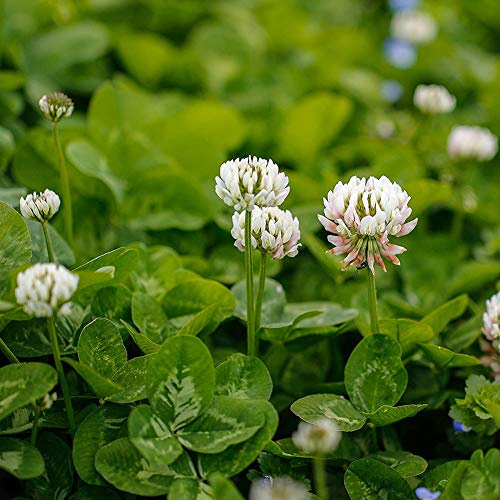 100 Pièces Graines De Trèfle Hollandais Blanc Jardin Balcon Bonsaï Fleur Plante Décor à La Maison Jolies Graines De Plantes Graines de trèfle hollandais