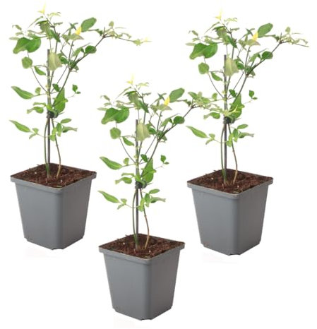 Plant in a Box - Jasmin 'Summer Scent' - Lot de 3 - Jasminum x stephanense - Rose - Pot 9 cm - Hauteur 25-40 cm