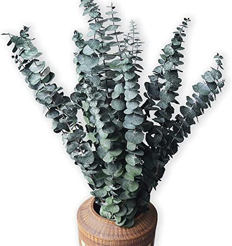 HanYun 15 Pack Natürliche Getrocknete Eukalyptus 45cm Konserviert Frische Eukalyptus-Zweige Greenery Pflanzen für Natürliche Aromatherapie zu Ihrer Dusche für Blumenarrangements Hochzeit Home Decor