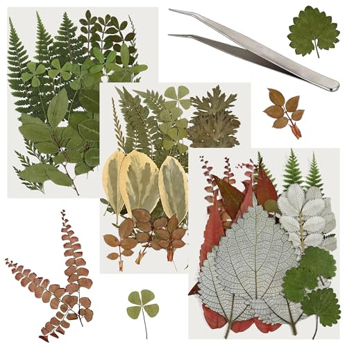 63 Pcs Real Dried Pressed Leaves Assorted Natural Dried Leaf Plant Herbarium Set for DIY Candle Resin Jewelry Soap Vase Nail Phone Case Crafts Making Floral Decors 21 Styles Leaves with Tweezers