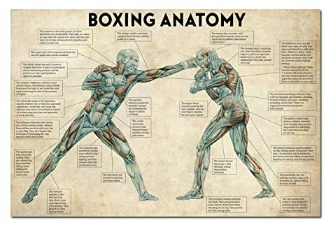 TANYANG Vintage Boxing Körper Anatomie Poster Und Drucke Wandkunst Leinwand Malerei Boxing Liebhaber Geschenk Für Fitnessraum Raum Home Decoration 60X90Cm Kein Rahmen