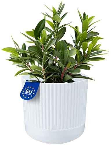 KONZEPT Macetero con plato, 16 cm de diámetro, maceta blanca de 2,4 l, maceta de plástico estriado