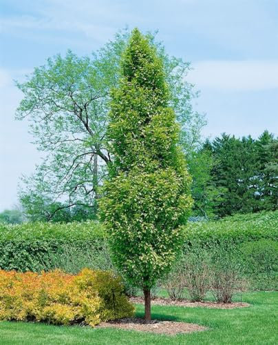 Carpinus betulus 'Lucas' 60-80 cm – Winterhart, Mehrjährig, Pflegeleicht – Hainbuche – Heckenpflanze für Garten & Sichtschutz