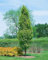 Carpinus betulus 'Lucas' 60-80 cm - Hainbuche, grüne Blätter, ideal für Hecken, schnittverträglich, winterhart und pflegeleicht