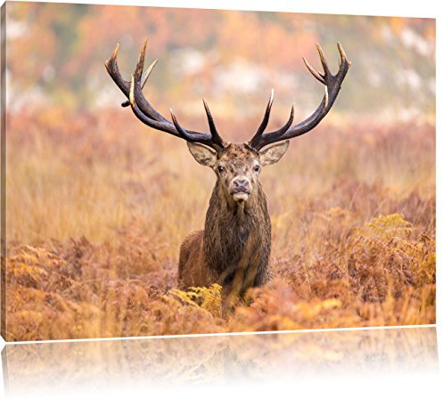Pixxprint Großer Hirsch im Feld, Größe: 80x60cm, Leinwandbild, fertig gespannt, Wandbild, Dekoration, Kunstdruck, kein Poster