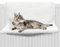 FurDreams Lit radiateur pour Chat – Lit Suspendu Style hamac pour Animal de Compagnie | Berceau Chauffant apaisant et Moelleux pour Petits Animaux | Cadre en Acier Durable pour radiateur Mural