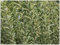 100 x Ligustrum ovalifolium 'Argenteum' (Gehölz/Heckenpflanze/Winterhart/Mehrjährig/Immergrün) Weißbunter Liguster - Stilvolle Hecken für ein edles Gartenbild - von Stauden Gänge