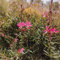 200 pcs prachtkerze samen winterhart, blumenbeet steingartenpflanzen winterhart (Gaura lindheimeri) stauden winterhart steinpflanzen winterhart schnittblumen exotische pflanzen blumen
