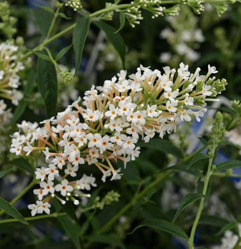 Zwerg Hänge Sommerflieder Little White 25-30cm - Buddleja - lebende Gartenpflanze aus den Baumschulen