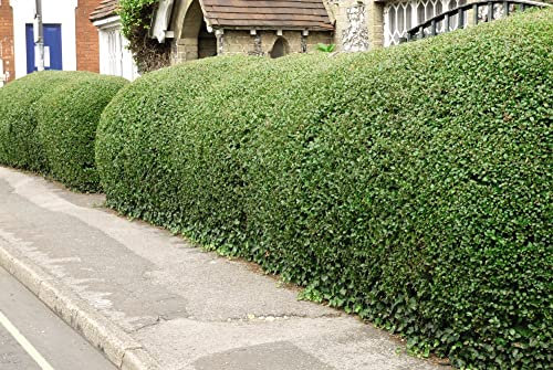 Ligustrum ovalifolium Privet Hedging Evergreen Hardy Shrub White Blooms Low-Maintenance Easy to Grow Hedge 1 x 3.5-Litre Potted Plant by Thompson and Morgan