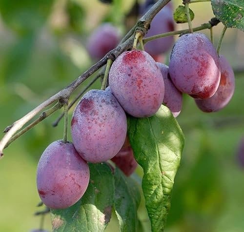 Königin Viktoria kleinbleibend Pflaume Pflaumenbaum Obstbaum Busch 2-jährig Liefergröße im Topf