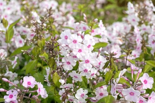 Phlox paniculata 'Europa' 11x11 cm Topf – Winterhart, Mehrjährig, Pflegeleicht – Sommerphlox – Staude für Beet & Rabatte