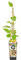 Bloomique - Actinidia Deliciosa 'Jenny' - Kiwipflanze - Obstpflanzen - Gartenpflanzen - Winterhart - ⌀14 cm - Höhe 60-70 cm