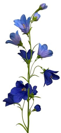 Floratexx Kunstblume Glockenblume 65cm BLAU, Campanula Kunstplanze künstliche Blume Seidenblume