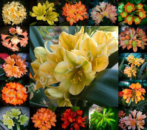 1bag = 100 PC semillas baratas, Clivia Clivia de semillas en macetas, flores Bonsai balcón Hogar y jardín