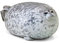 Fortuning's JDS Chubby Seal Plush Pillow Stuffed Animal Cute Seal Lifelike Ocean Pillow Soft Cotton Stuffed Cushion Toy Birthday Gift for Children/Friends/Families Hugging Toy 15.7'