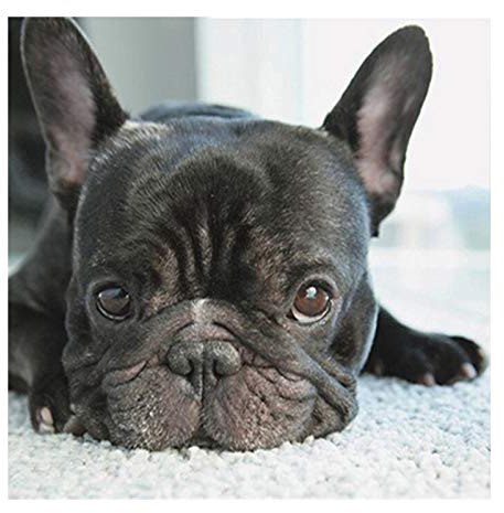 JAFIEG 5d DIY Diamant Französische Bulldogge DIY Diamond Painting Set DIY Diamant Malerei Vollbohrer Tolles Dekor für Büro, Wohnzimmer Küche, Shop 30 * 30cm