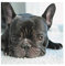 JAFIEG 5d DIY Diamant Französische Bulldogge DIY Diamond Painting Set DIY Diamant Malerei Vollbohrer Tolles Dekor für Büro, Wohnzimmer Küche, Shop 30 * 30cm