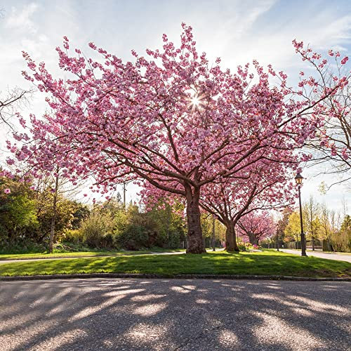 30 Seeds Kirschblütenbaum Samen Japanische Blütenkirsche Baum Berg Sakura Samen Kirschblüten Samen Bonsai Samen Sakurasamen Japanische Kirschblüte Baum