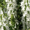 6x Wiesen-Salbei 'Swan Lake' - Salvia pratensis 'Swan Lake' - Topf 9x9cm