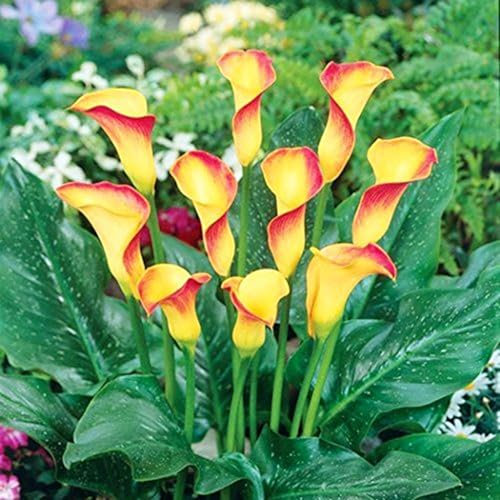 Perfekte Schnittblumen,Hochzeitsblumen,Seltene Pflanzen,Zierblumen,Lebende Pflanzen,Winterharte Zwiebeln,Calla Pflanze Zwiebeln,Calla-Zwiebeln,Natürlich-6 Zwiebeln-D