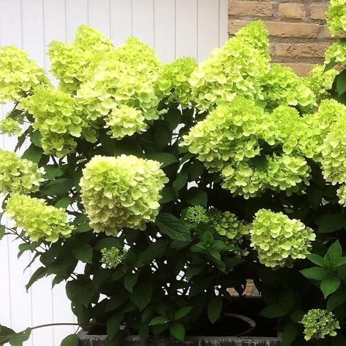 Hortensien Winterhart Mojito (3 Pflanzen)