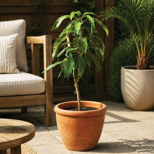YouGarden Mini Patio Mango Tree, Grafted, 1 x 1.5 Litre Pot, Self Fertile Exotic Fruit Plant, 65-90cm Tall