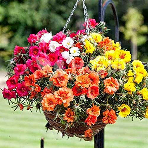 TRTO Moss Rose Double - 50 Seeds - Portulaca grandiflora - Hanging Baskets Flower for Balcony Seeds ing Garden Yard Patio Make Beautiful House and Useful for Gifts (50 Seeds)