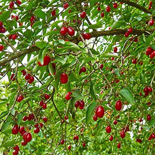 Kornelkirsche Pflanze/Kornelkirsche Kaufen SäUlenobstbäUme Samen Gartenpflanzen Bio Saatgut Kornelkirsche Nachhaltige Geschenke Exotische Pflanzen-200stüCk