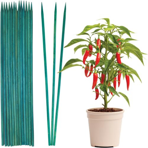 Pack of 20 Green Plant Sticks - 60cm Weather Resistant Bamboo Canes, Plant Support Garden Stakes, Ideal for Straightening and Securing Plant Stems