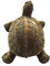MUYU Magnet Kühlschrankmagnet mit Elefanten-Schildkröte der Galapagosinseln, Ecuador, Souvenir, Dekoration für Zuhause und Küche, Polyresin, Basteln, Galapagos-Inseln, Ecuador, Kühlschrankmagnet,