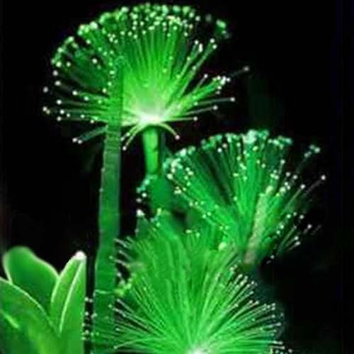 100 pezzi semi di fiori fluorescenti smeraldi rari piante da giardino che emettono luce notturna per piantare giardini