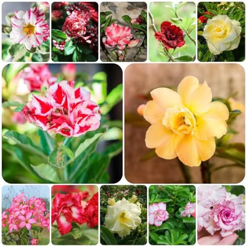 3 pcs wüstenrose samen - blumenwiese samen mehrjährig winterhart gartensamen Adenium obesum, blumensamen gastgeschenk blumensamen geschenk saat seed gastgeschenke hochzeit blumensamen