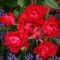 Rosa tappezzante rossa Kordes Black Forest Rose pianta di rose in vaso ø19 cm FOTO REALE Vivaio di Castelletto